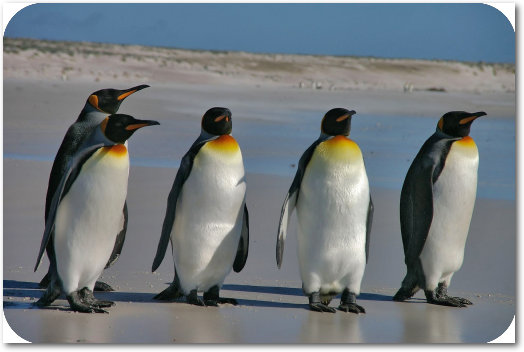 Pinguine-abgerundet.jpg